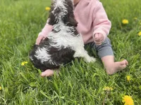 Daisy , a female Miniature Schnauzer for sale in Owosso, MI – Photo 2 of 3