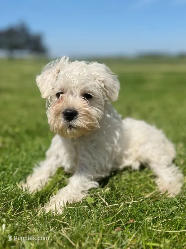 Winston – Miniature Schnauzer puppy for sale in Owosso, MI