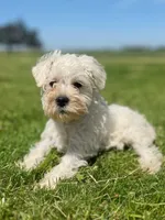 Winston, a male Miniature Schnauzer for sale in Owosso, MI – 2 of 7