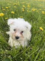 Lily, a female Miniature Schnauzer for sale in Owosso, MI – 4 of 5