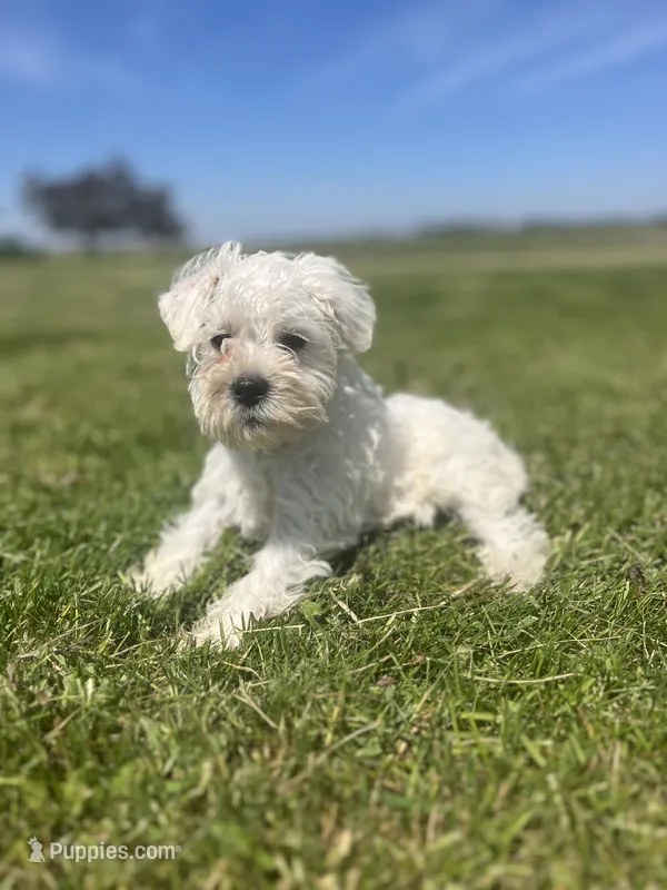 Winston – Miniature Schnauzer puppy for sale in Owosso, MI