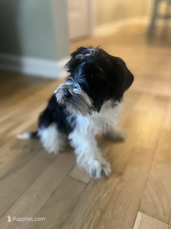 Willow – Miniature Schnauzer puppy for sale in Owosso, MI