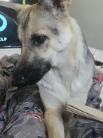 Luna, a female German Shepherd Dog for sale in Circleville, OH – 4 of 6