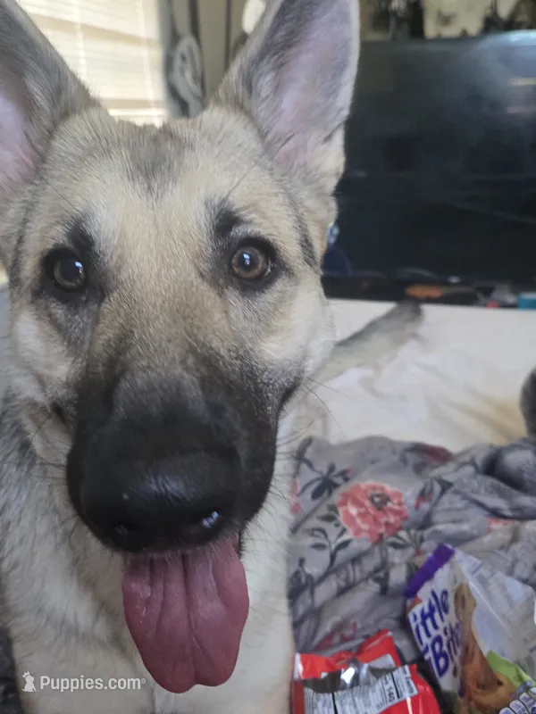 Luna – German Shepherd Dog puppy for sale in Circleville, OH