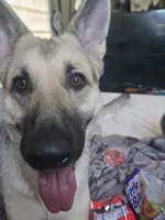 Luna, a female German Shepherd Dog for sale in Circleville, OH – 1 of 6