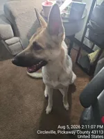 Luna, a female German Shepherd Dog for sale in Circleville, OH – 5 of 6