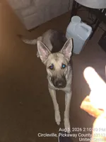 Luna, a female German Shepherd Dog for sale in Circleville, OH – 6 of 6