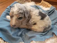 Pascal, a male Aussiedoodle for sale in Chandler, AZ – 3 of 3