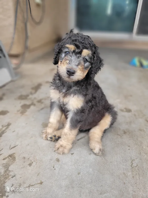 Pumbaa – Aussiedoodle puppy for sale in Chandler, AZ