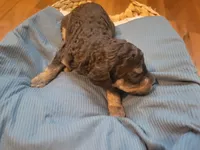 Pumbaa, a male Aussiedoodle for sale in Chandler, AZ – 2 of 4