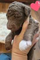 Gus, a male Aussiedoodle for sale in Chandler, AZ – 5 of 5
