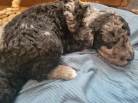 Mushu, a male Aussiedoodle for sale in Chandler, AZ – 5 of 7