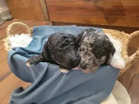 Timone, a male Aussiedoodle for sale in Chandler, AZ – 2 of 3