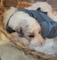 Olaf, a male Aussiedoodle for sale in Chandler, AZ – 6 of 7