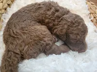 Gus, a male Aussiedoodle for sale in Chandler, AZ – 2 of 5