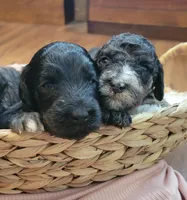 Fauna , a female Aussiedoodle for sale in Chandler, AZ – 2 of 3