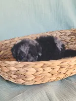 Mushu, a male Aussiedoodle for sale in Chandler, AZ – 2 of 7
