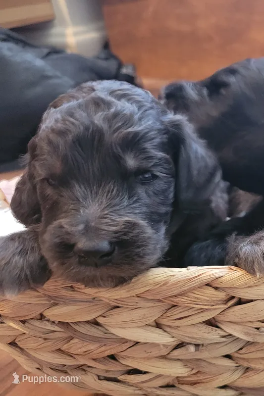 Fuana – Aussiedoodle puppy for sale in Chandler, AZ