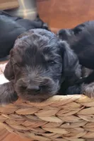 Fuana, a female Aussiedoodle for sale in Chandler, AZ – 1 of 3