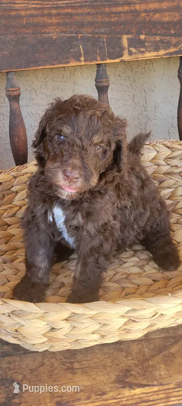Jaq – Aussiedoodle puppy for sale in Chandler, AZ
