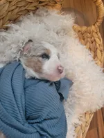 Olaf, a male Aussiedoodle for sale in Chandler, AZ – 4 of 7