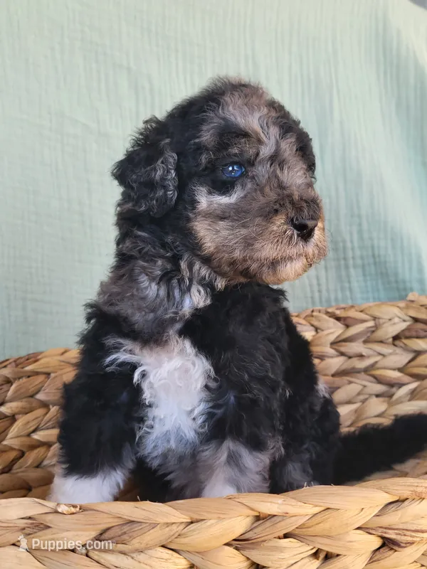Mushu – Aussiedoodle puppy for sale in Chandler, AZ