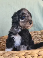 Mushu, a male Aussiedoodle for sale in Chandler, AZ – 1 of 7