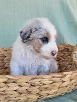 Olaf, a male Aussiedoodle for sale in Chandler, AZ – 7 of 7