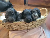 Fuana, a female Aussiedoodle for sale in Chandler, AZ – 2 of 3