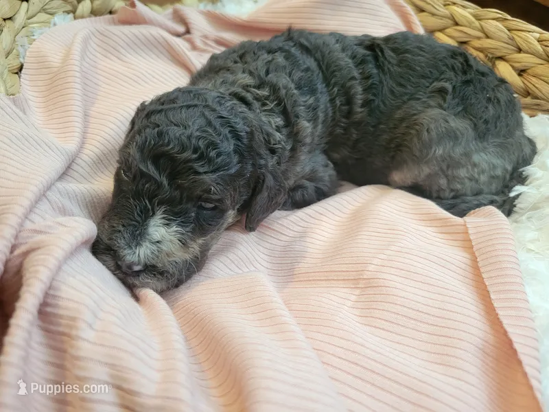Fauna  – Aussiedoodle puppy for sale in Chandler, AZ