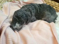 Fauna , a female Aussiedoodle for sale in Chandler, AZ – 1 of 3