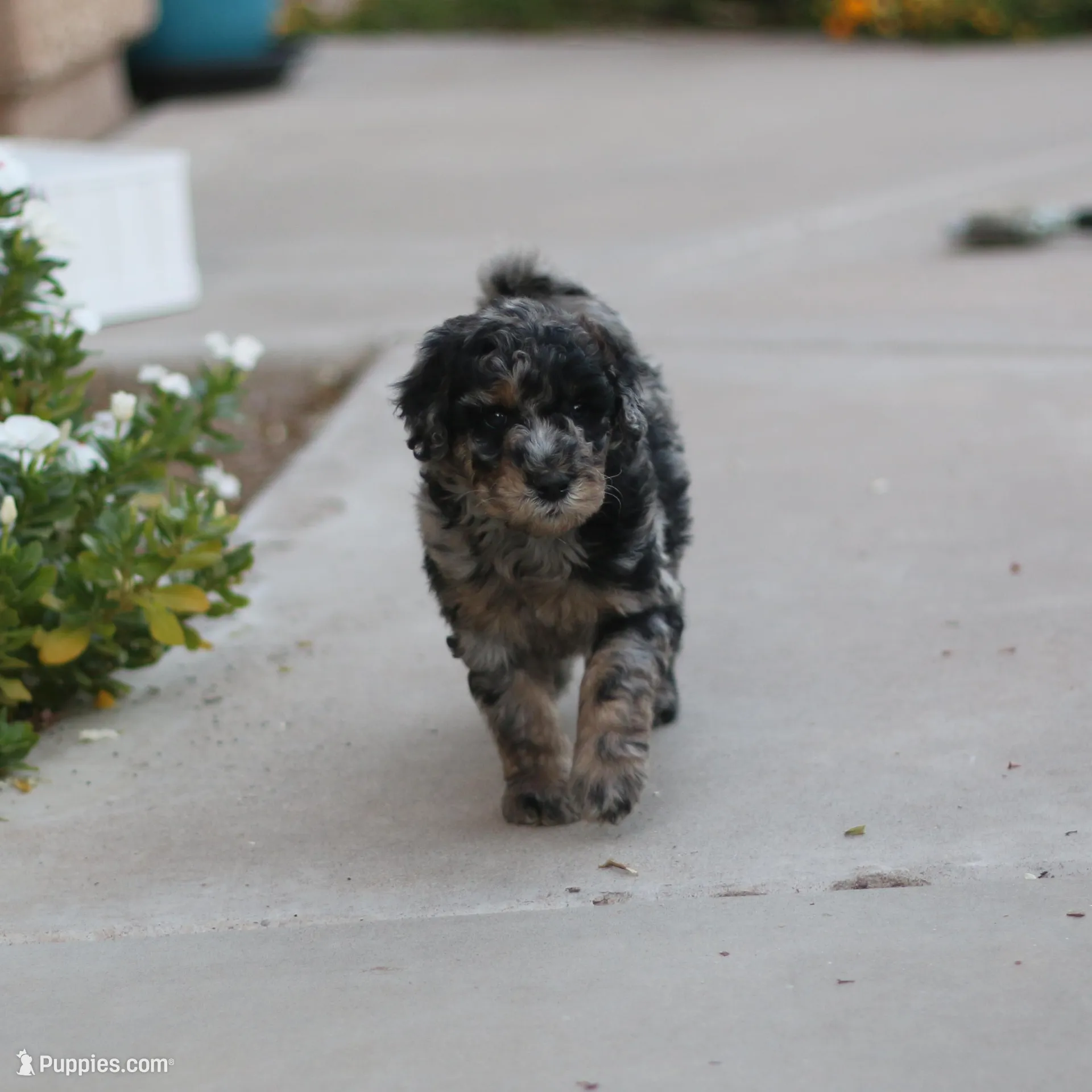 Belle, a female Aussiedoodle for sale in Chandler, AZ – Photo 4 of 5