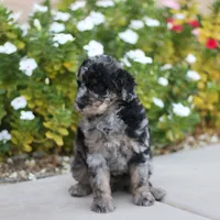 Belle, a female Aussiedoodle for sale in Chandler, AZ – Photo 5 of 5