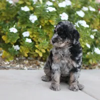 Belle, a female Aussiedoodle for sale in Chandler, AZ – Photo 2 of 5