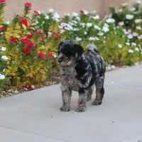 Belle, a female Aussiedoodle for sale in Chandler, AZ – Photo 3 of 5