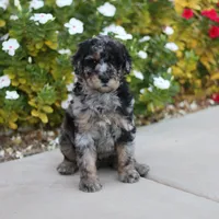 Belle, a female Aussiedoodle for sale in Chandler, AZ – Photo 1 of 5
