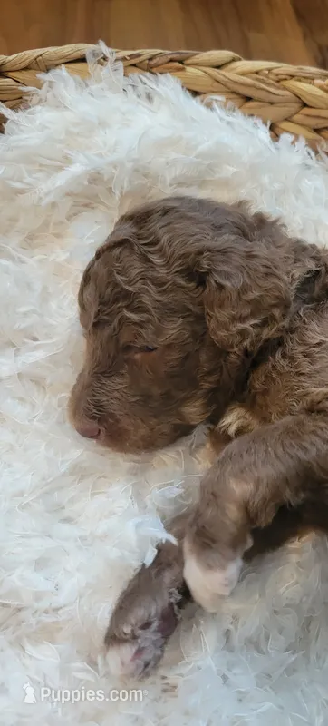 Gus – Aussiedoodle puppy for sale in Chandler, AZ