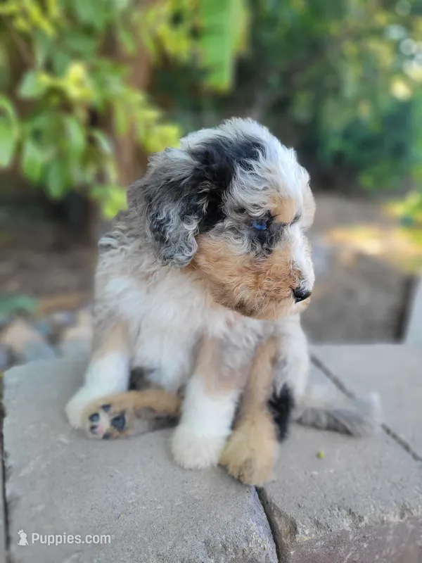 Pascal – Aussiedoodle puppy on hold in Chandler, AZ