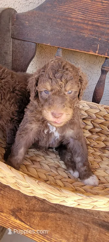 Gus – Aussiedoodle puppy for sale in Chandler, AZ