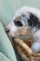Olaf, a male Aussiedoodle for sale in Chandler, AZ – 2 of 7
