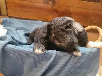 Timone, a male Aussiedoodle for sale in Chandler, AZ – 3 of 3
