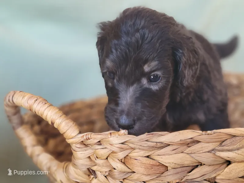 Fuana – Aussiedoodle puppy for sale in Chandler, AZ