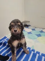Pumbaa, a male Aussiedoodle for sale in Chandler, AZ – 4 of 4