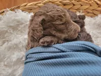 Gus, a male Aussiedoodle for sale in Chandler, AZ – 3 of 5