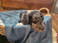 Mushu, a male Aussiedoodle for sale in Chandler, AZ – 4 of 7