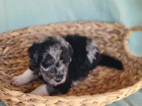 Mushu, a male Aussiedoodle for sale in Chandler, AZ – 3 of 7