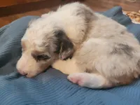 Olaf, a male Aussiedoodle for sale in Chandler, AZ – 3 of 7
