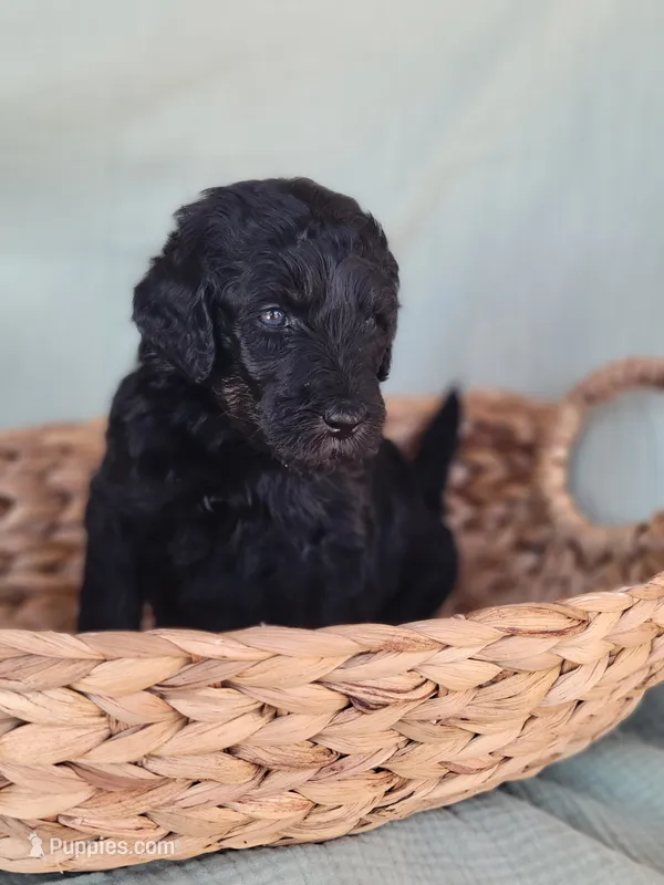 Merryweather  – Aussiedoodle puppy for sale in Chandler, AZ