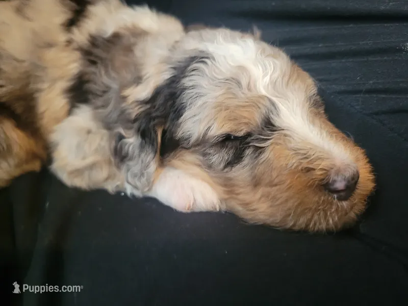 Pascal – Aussiedoodle puppy for sale in Chandler, AZ