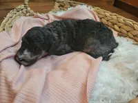 Fauna , a female Aussiedoodle for sale in Chandler, AZ – 3 of 3